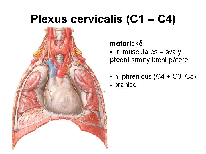 Plexus cervicalis (C 1 – C 4) motorické • rr. musculares – svaly přední