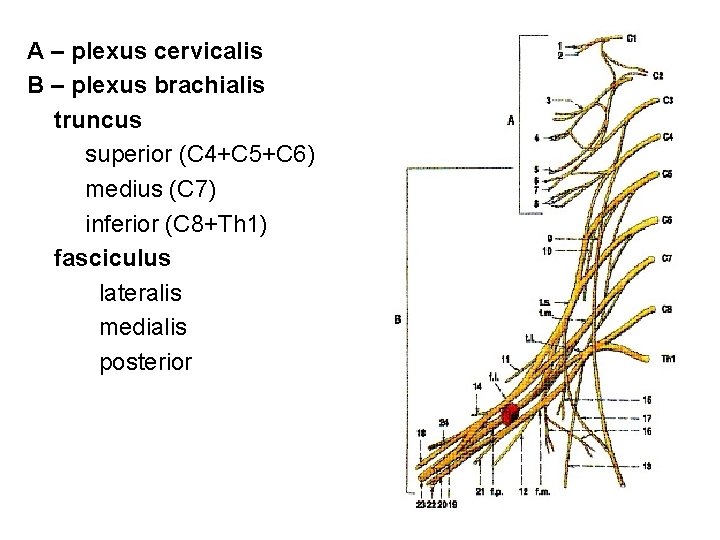 A – plexus cervicalis B – plexus brachialis truncus superior (C 4+C 5+C 6)