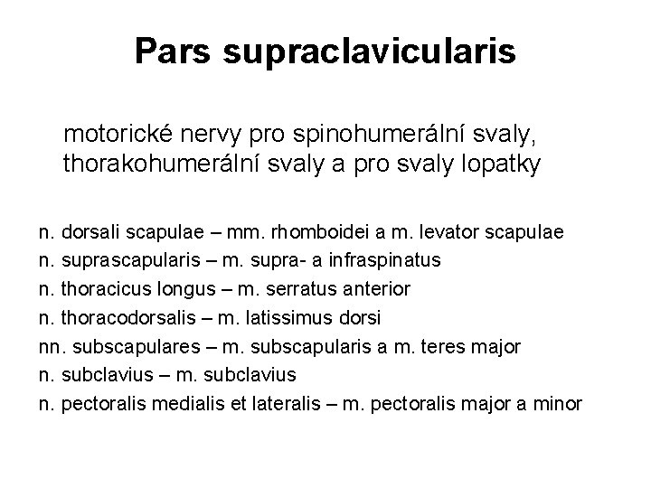 Pars supraclavicularis motorické nervy pro spinohumerální svaly, thorakohumerální svaly a pro svaly lopatky n.