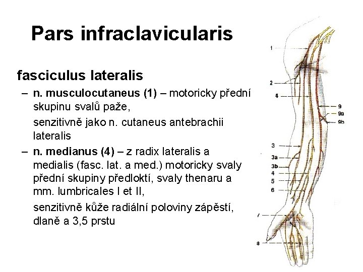 Pars infraclavicularis fasciculus lateralis – n. musculocutaneus (1) – motoricky přední skupinu svalů paže,