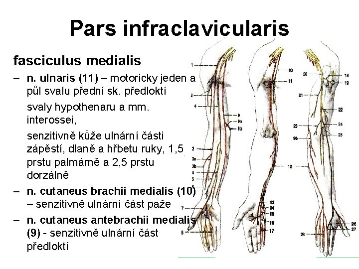 Pars infraclavicularis fasciculus medialis – n. ulnaris (11) – motoricky jeden a půl svalu