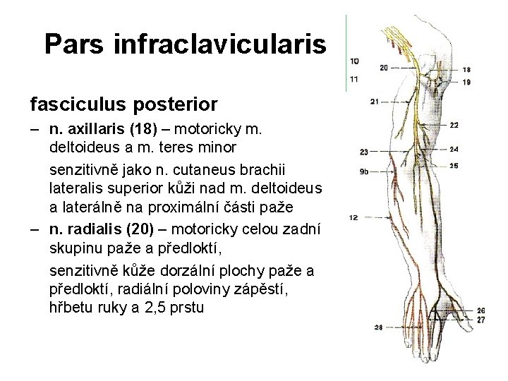 Pars infraclavicularis fasciculus posterior – n. axillaris (18) – motoricky m. deltoideus a m.