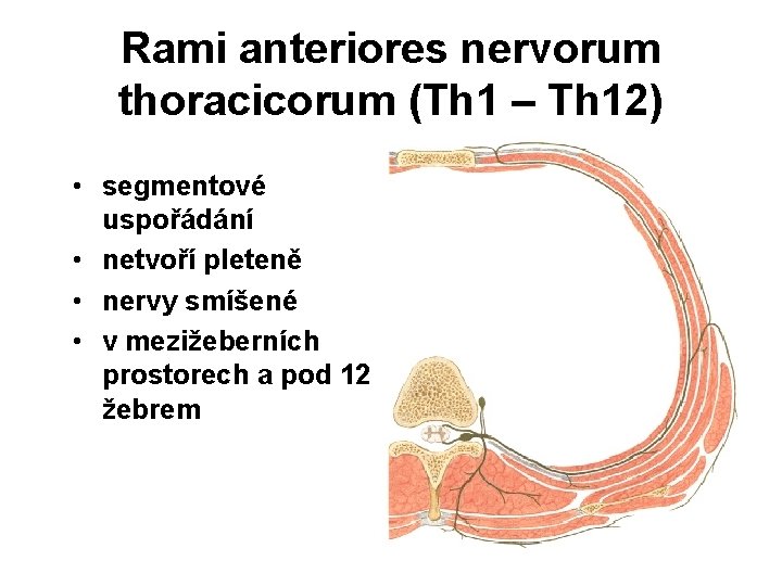 Rami anteriores nervorum thoracicorum (Th 1 – Th 12) • segmentové uspořádání • netvoří