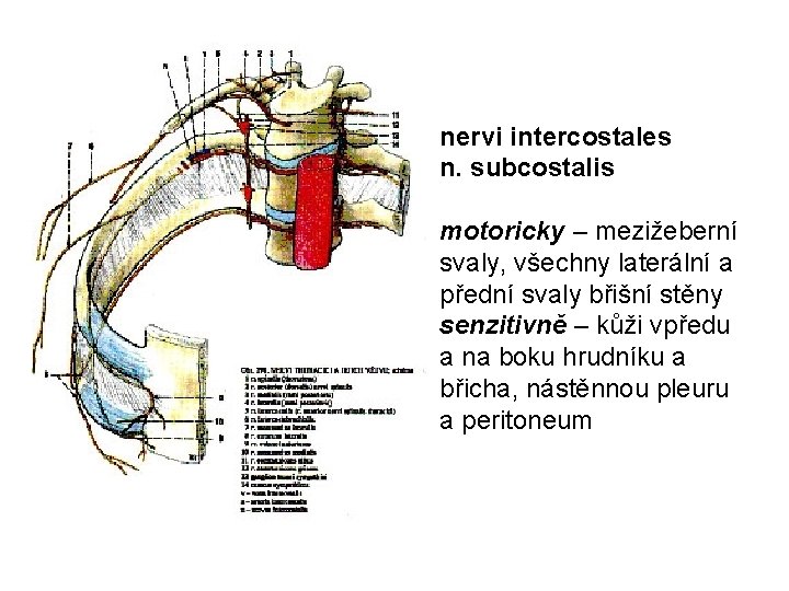 nervi intercostales n. subcostalis motoricky – mezižeberní svaly, všechny laterální a přední svaly břišní