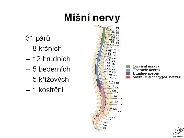 Míšní nervy 31 párů – 8 krčních – 12 hrudních – 5 bederních –