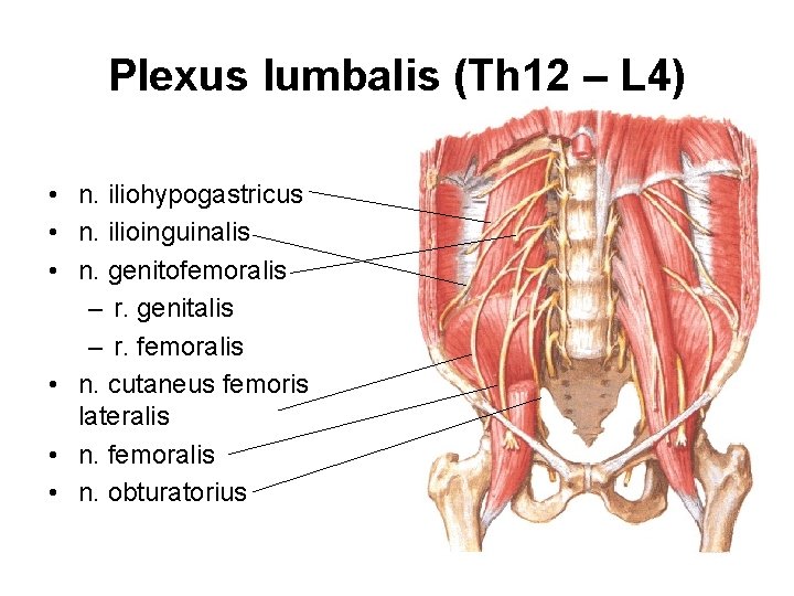 Plexus lumbalis (Th 12 – L 4) • n. iliohypogastricus • n. ilioinguinalis •