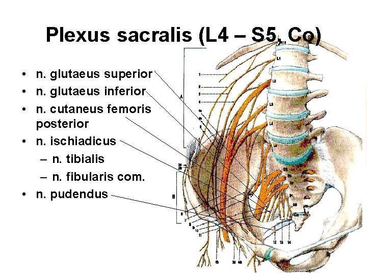 Plexus sacralis (L 4 – S 5, Co) • n. glutaeus superior • n.