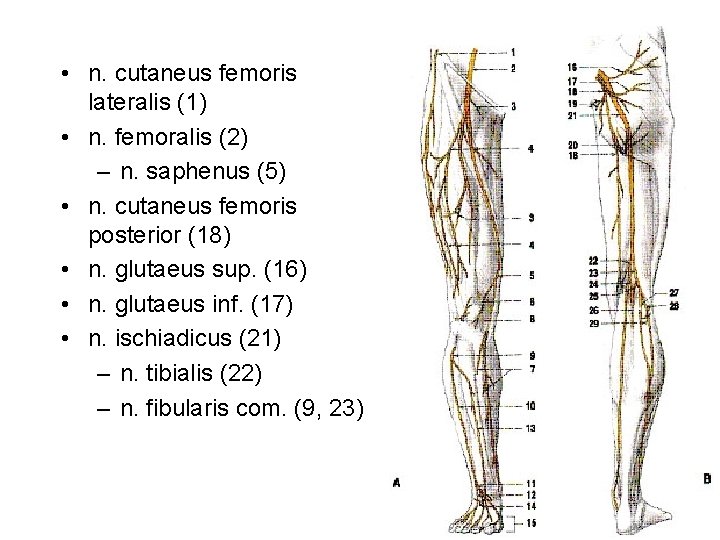  • n. cutaneus femoris lateralis (1) • n. femoralis (2) – n. saphenus