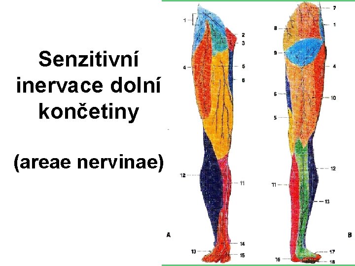 Senzitivní inervace dolní končetiny (areae nervinae) 