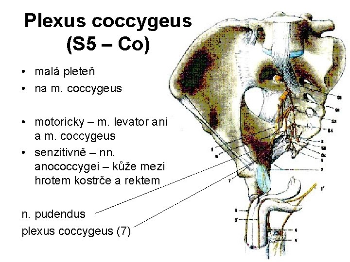 Plexus coccygeus (S 5 – Co) • malá pleteň • na m. coccygeus •