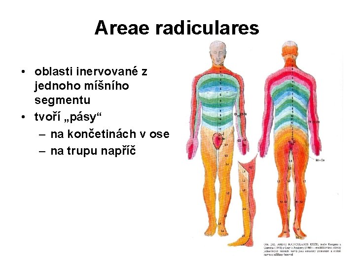 Areae radiculares • oblasti inervované z jednoho míšního segmentu • tvoří „pásy“ – na