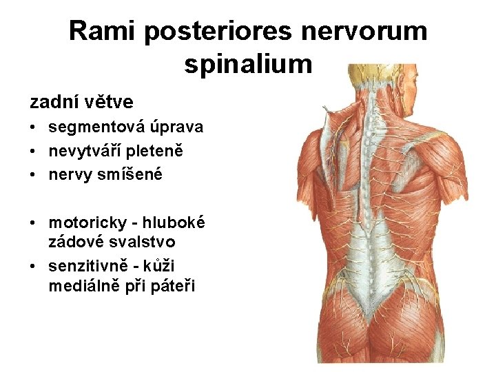 Rami posteriores nervorum spinalium zadní větve • segmentová úprava • nevytváří pleteně • nervy