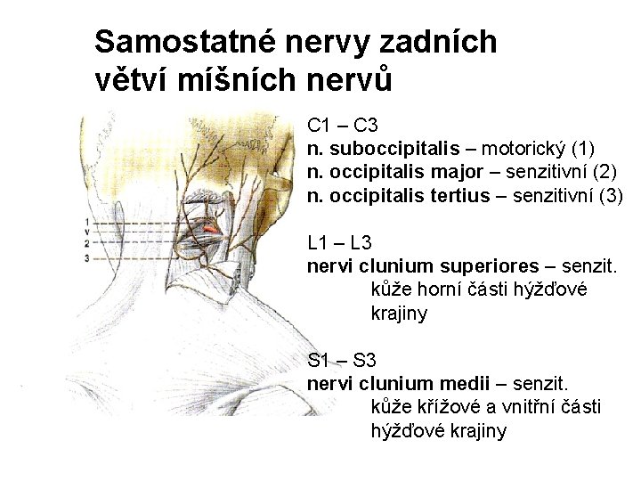 Samostatné nervy zadních větví míšních nervů C 1 – C 3 n. suboccipitalis –