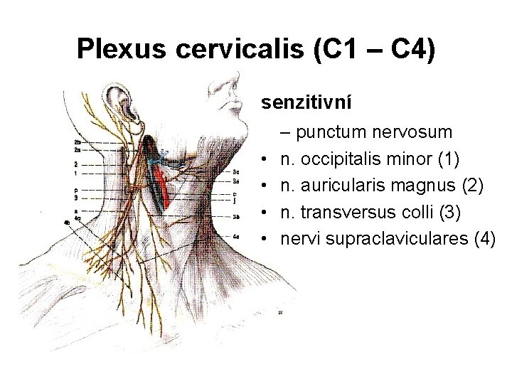 Plexus cervicalis (C 1 – C 4) senzitivní • • – punctum nervosum n.