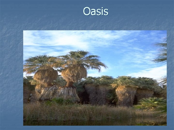 Oasis 