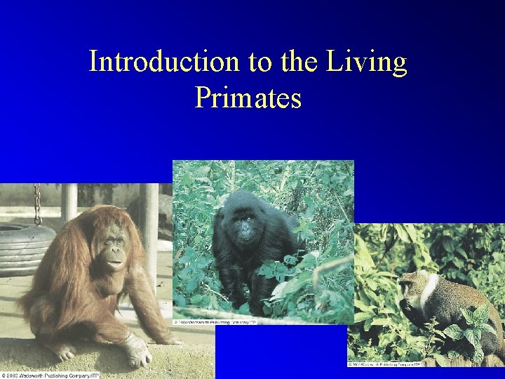 Introduction to the Living Primates 