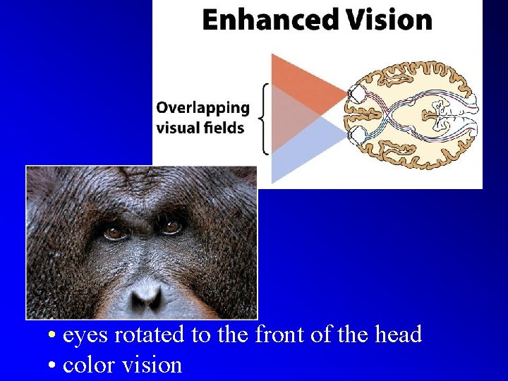  • eyes rotated to the front of the head • color vision 