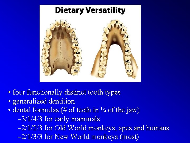  • four functionally distinct tooth types • generalized dentition • dental formulas (#