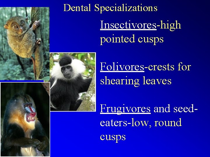 Dental Specializations Insectivores-high pointed cusps Folivores-crests for shearing leaves Frugivores and seedeaters-low, round cusps