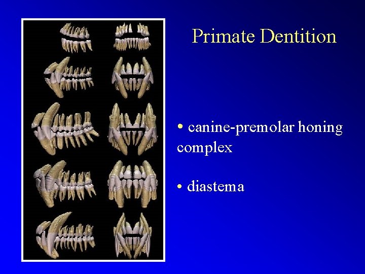 Primate Dentition • canine-premolar honing complex • diastema 