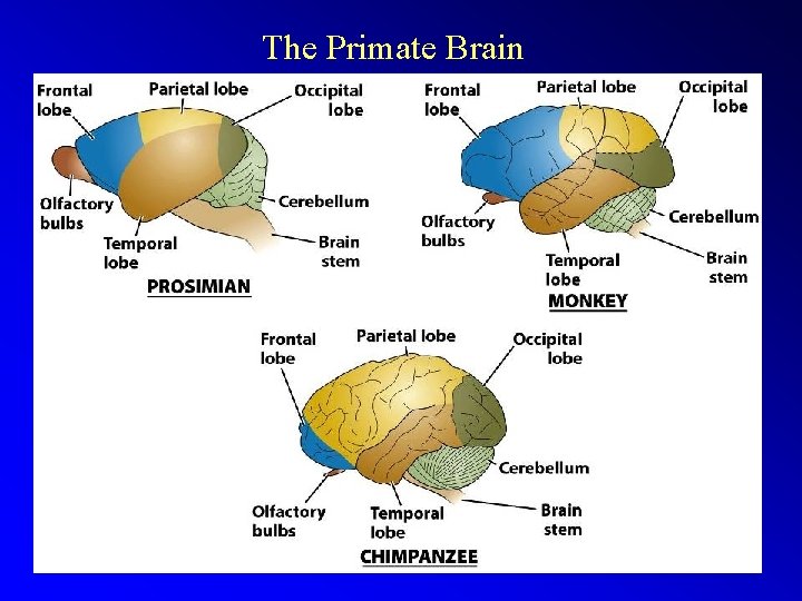 The Primate Brain 