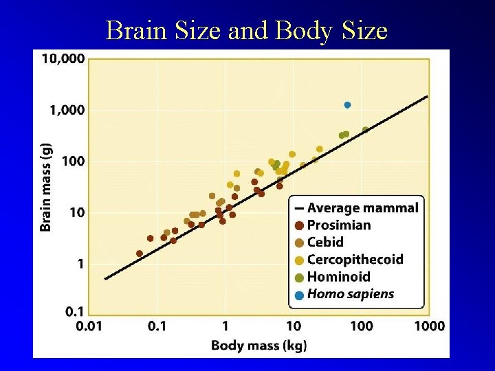 Brain Size and Body Size 