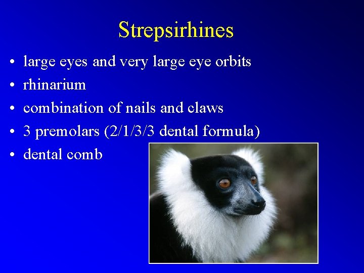 Strepsirhines • • • large eyes and very large eye orbits rhinarium combination of