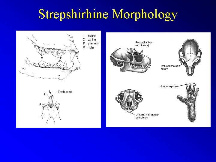 Strepshirhine Morphology 