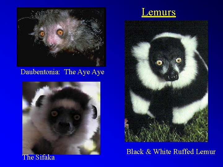 Lemurs Daubentonia: The Aye The Sifaka Black & White Ruffed Lemur 