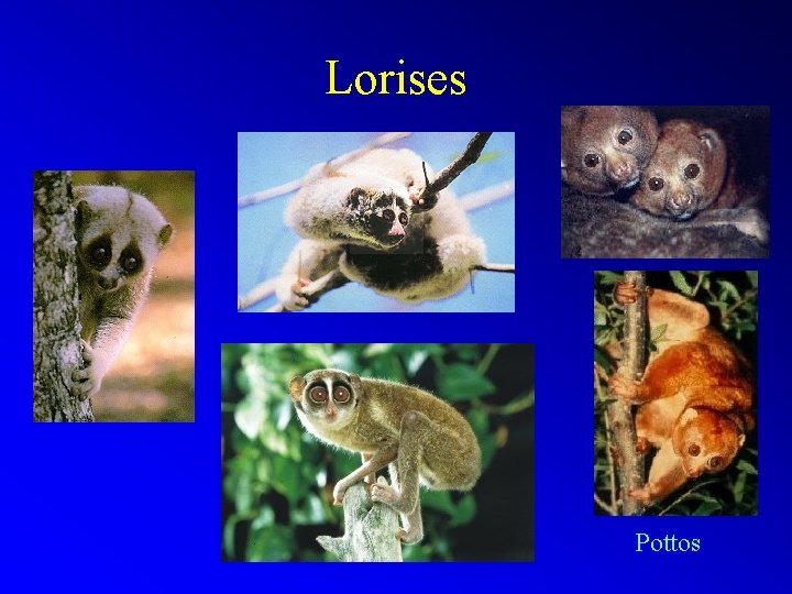 Lorises Pottos 