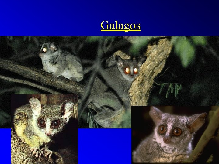 Galagos 