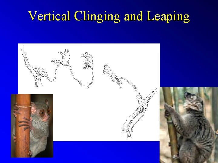 Vertical Clinging and Leaping 