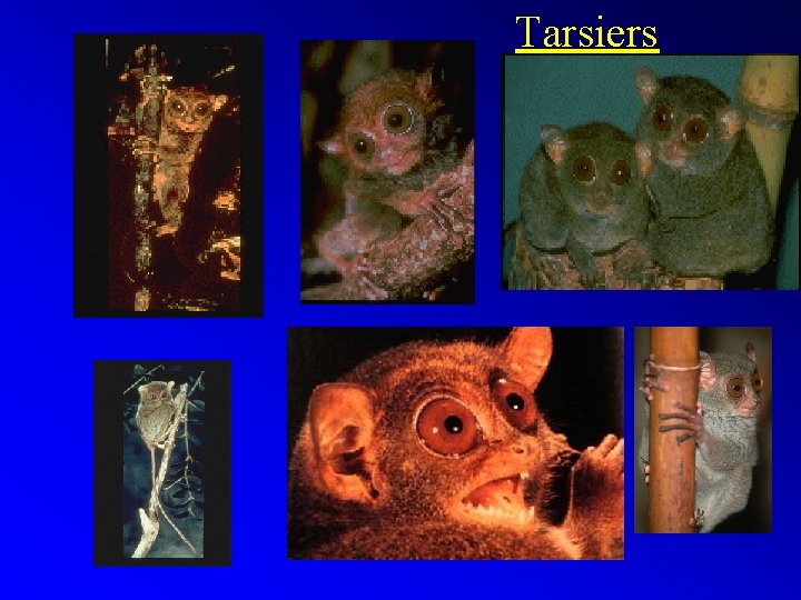 Tarsiers 