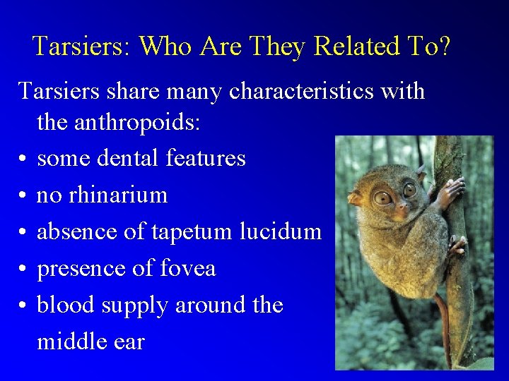 Tarsiers: Who Are They Related To? Tarsiers share many characteristics with the anthropoids: •