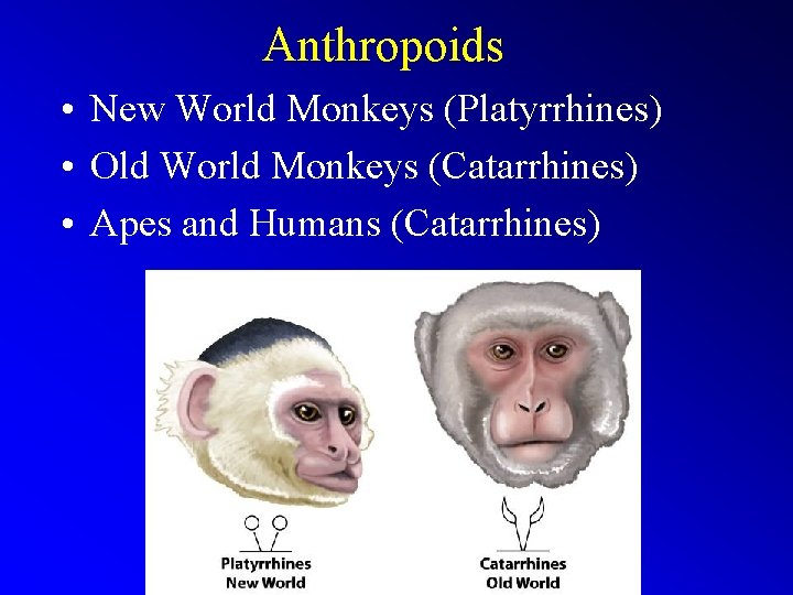 Anthropoids • New World Monkeys (Platyrrhines) • Old World Monkeys (Catarrhines) • Apes and