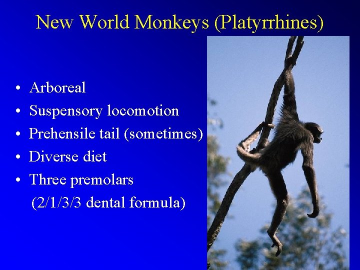 New World Monkeys (Platyrrhines) • • • Arboreal Suspensory locomotion Prehensile tail (sometimes) Diverse