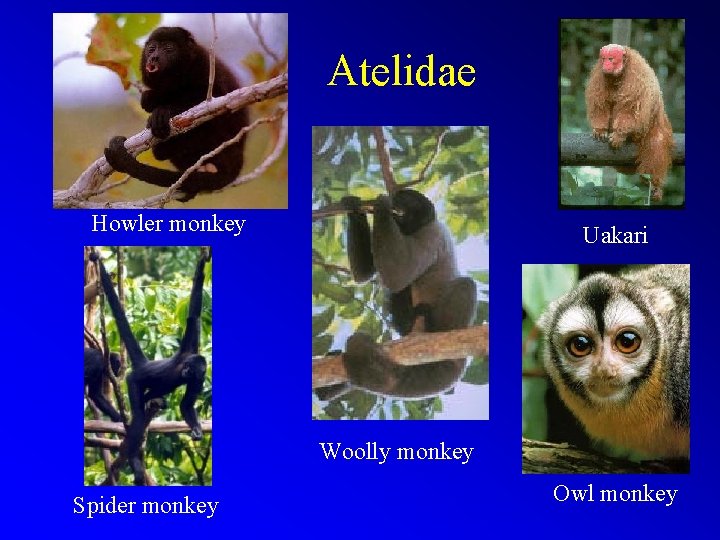 Atelidae Howler monkey Uakari Woolly monkey Spider monkey Owl monkey 