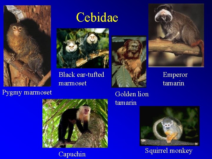 Cebidae Black ear-tufted marmoset Pygmy marmoset Emperor tamarin Golden lion tamarin Capuchin Squirrel monkey