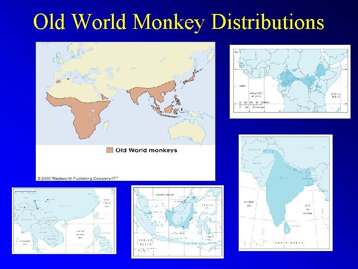 Old World Monkey Distributions 