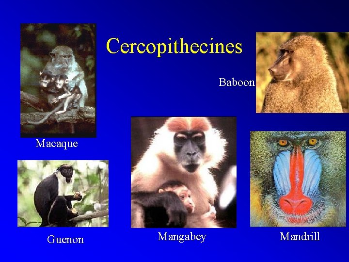 Cercopithecines Baboon Macaque Guenon Mangabey Mandrill 