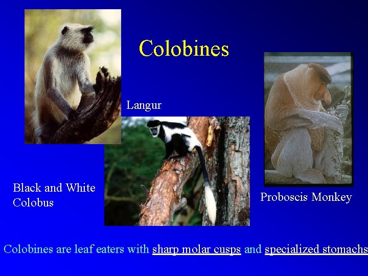 Colobines Langur Black and White Colobus Proboscis Monkey Colobines are leaf eaters with sharp