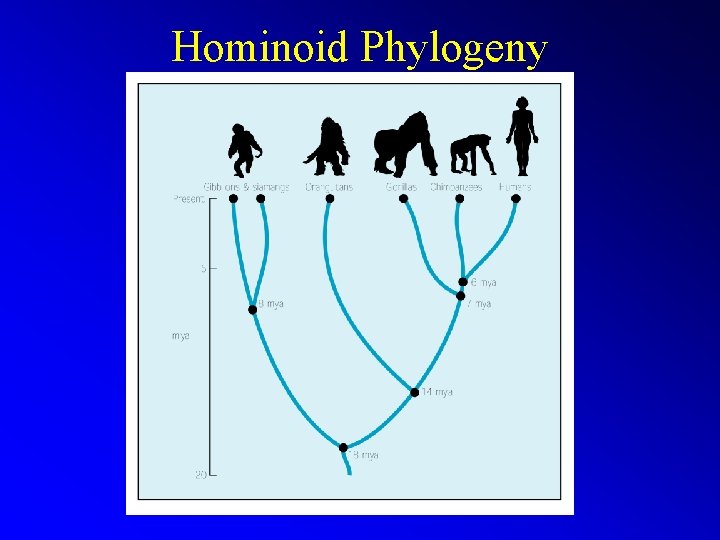 Hominoid Phylogeny 