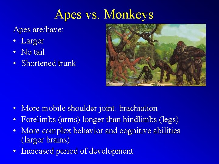 Apes vs. Monkeys Apes are/have: • Larger • No tail • Shortened trunk •