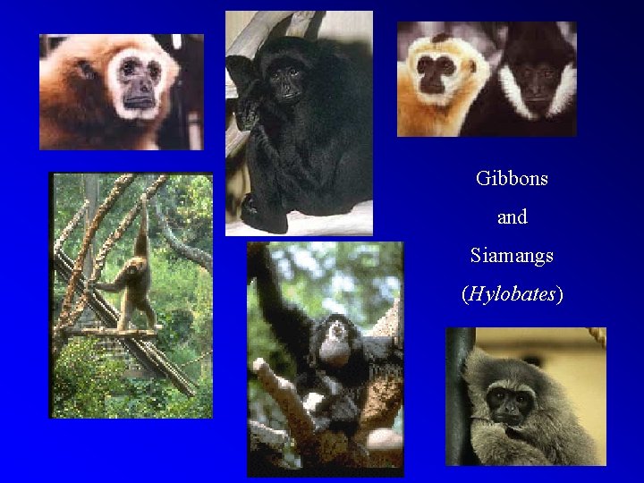 Gibbons and Siamangs (Hylobates) 