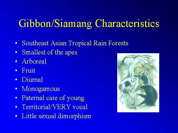 Gibbon/Siamang Characteristics • • • Southeast Asian Tropical Rain Forests Smallest of the apes