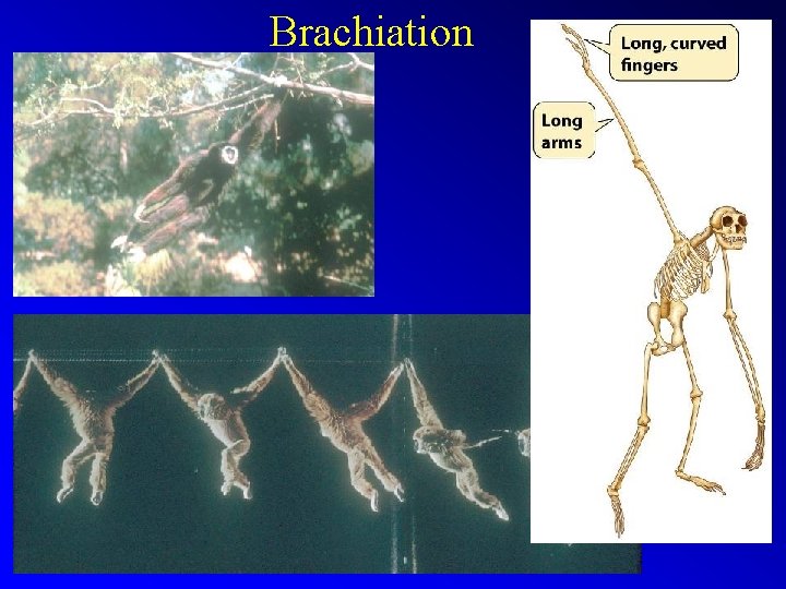 Brachiation 