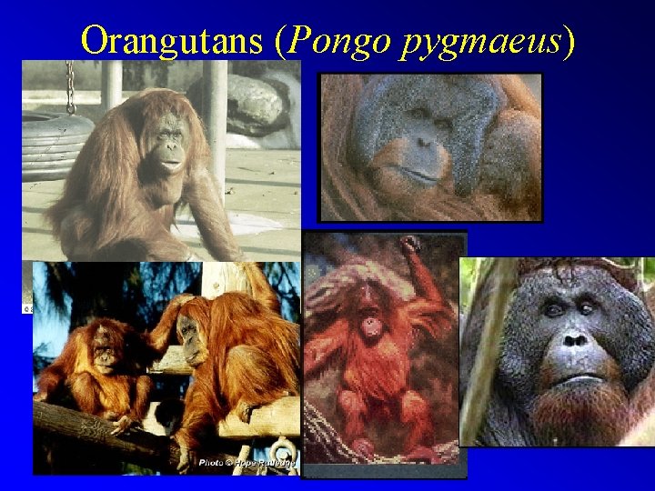 Orangutans (Pongo pygmaeus) 