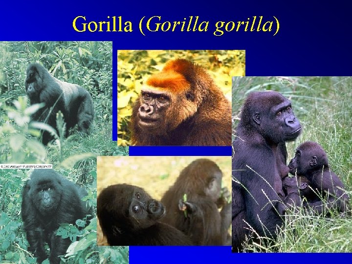 Gorilla (Gorilla gorilla) 