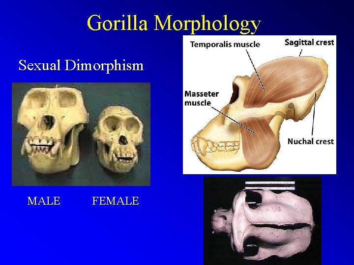 Gorilla Morphology Sexual Dimorphism Saggital Crest MALE FEMALE 