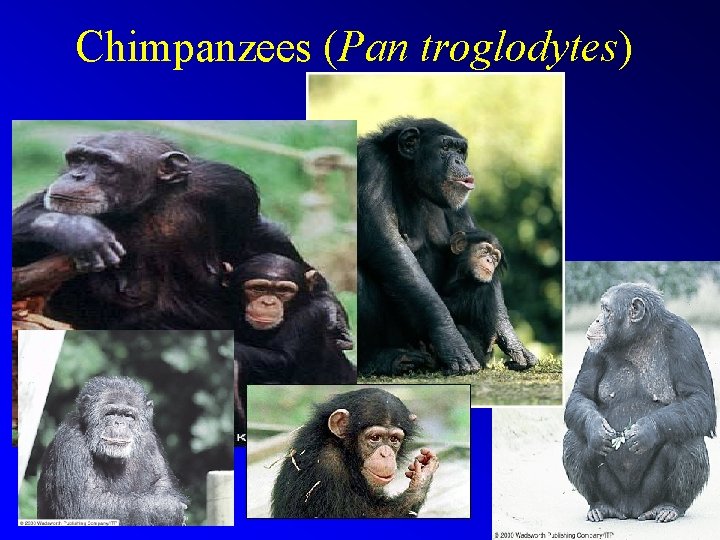 Chimpanzees (Pan troglodytes) 